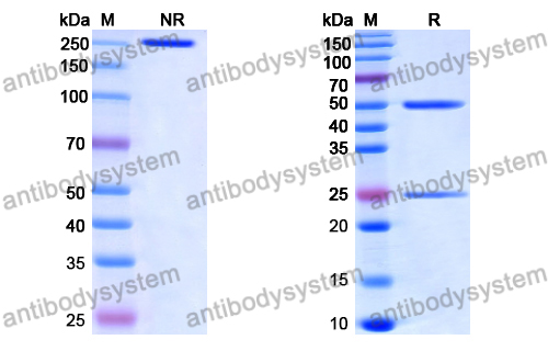 Anti-DNA Antibody (DNA3)