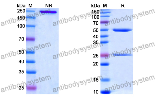 Anti-DNA Antibody (DNA6)