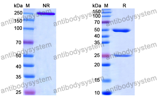 Anti-DNA Antibody (DNA5)