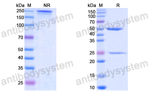 Anti-DNA Antibody (DNA7)