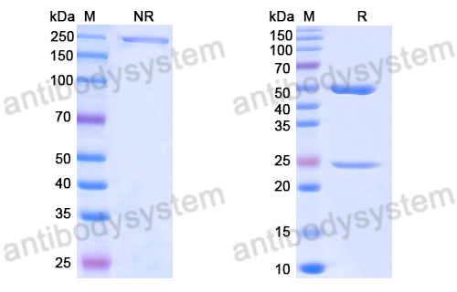 Anti-DNA Antibody (550)