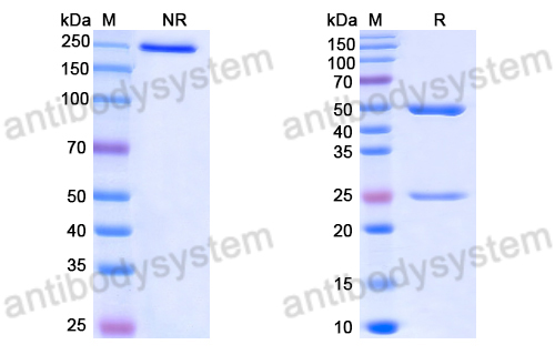 Anti-DNA Antibody (563)