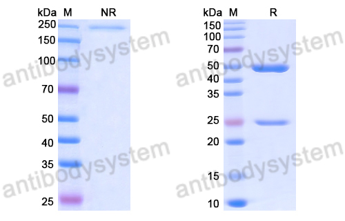 Anti-DNA Antibody (567)