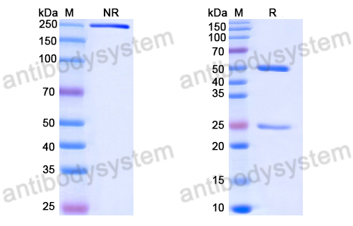 Anti-DNA Antibody (13)