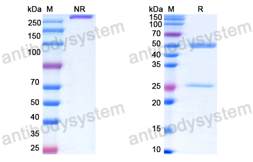 Anti-DNA Antibody (30)