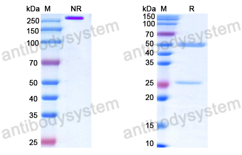 Anti-DNA Antibody (5)