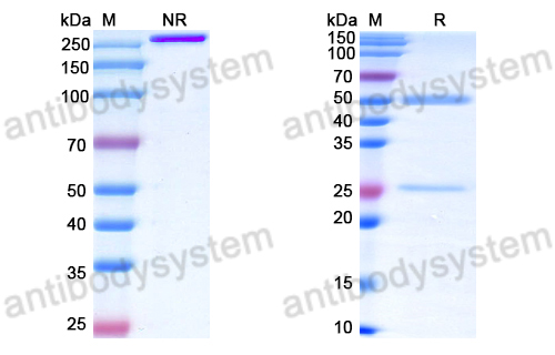 Anti-DNA Antibody (11)