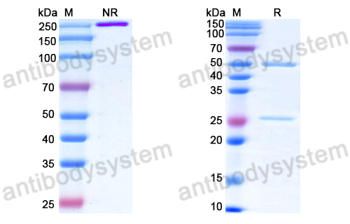 Anti-DNA Antibody (12)