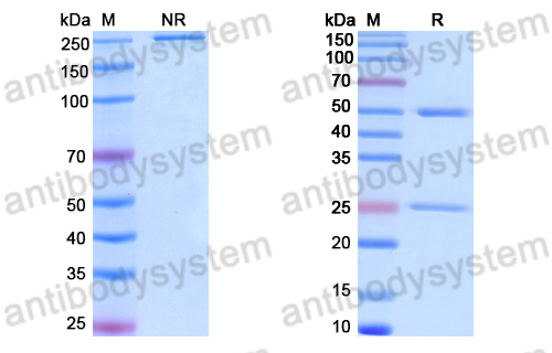 Anti-DNA Antibody (D42)