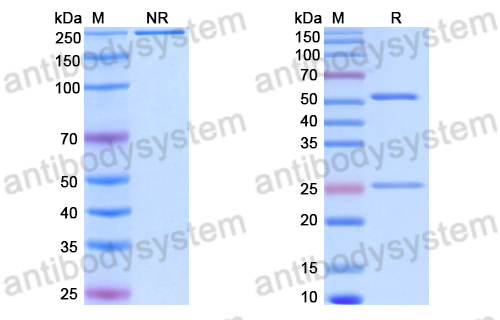 Anti-DNA Antibody (8E10#)