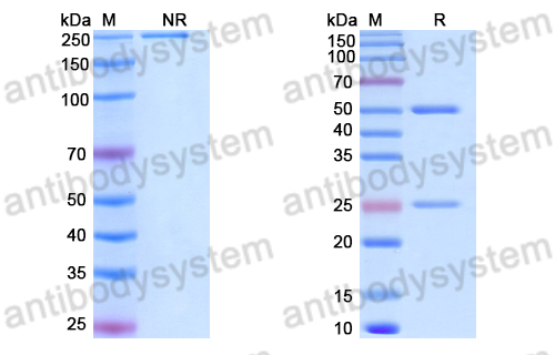 Anti-DNA Antibody (BXW-16)