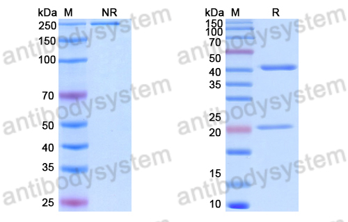 Anti-DNA Antibody (MRL-22)