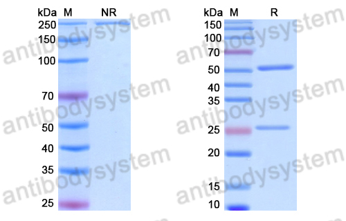 Anti-DNA Antibody (MRL-4)