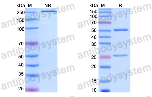 Anti-DNA Antibody (16/6#)