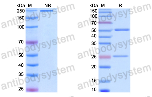 Anti-DNA Antibody (BKV1)