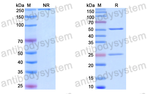 Anti-DNA Antibody (BKD17)