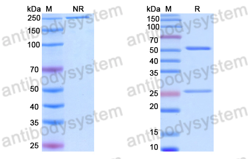 Anti-DNA Antibody (BKD23)