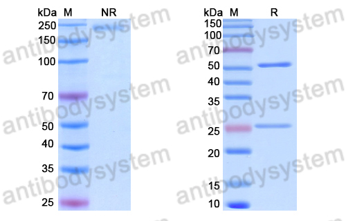 Anti-DNA Antibody (BKD34)