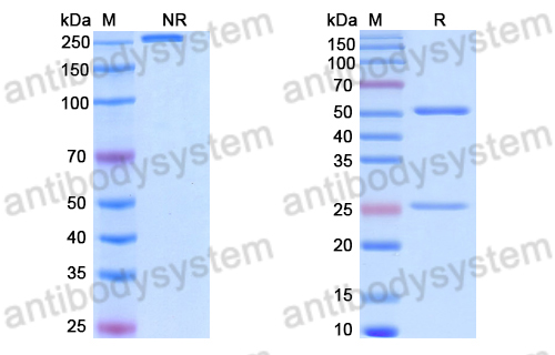 Anti-DNA Antibody (BKV22)