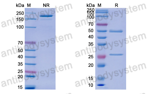 Anti-DNA Antibody (BKV29)