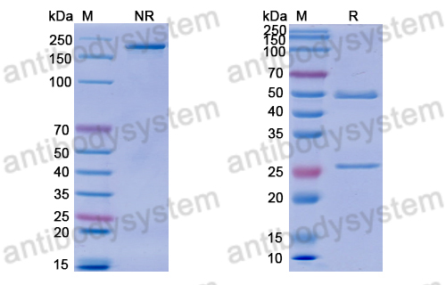 Anti-DNA Antibody (BKV39)