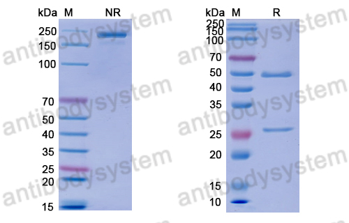 Anti-DNA Antibody (BKD12)