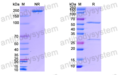 Anti-DNA Antibody (B8807)