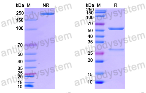 Anti-DNA Antibody (B8815)