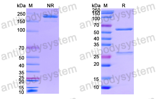 Anti-DNA Antibody (B8801)