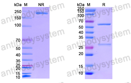 Anti-DNA Antibody (H72)