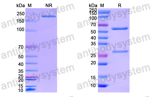 Anti-DNA Antibody (H7)