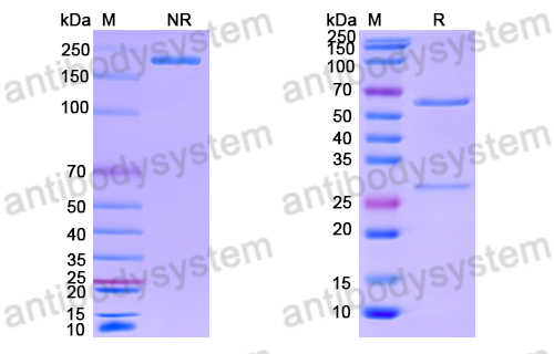 Anti-DNA Antibody (H9)