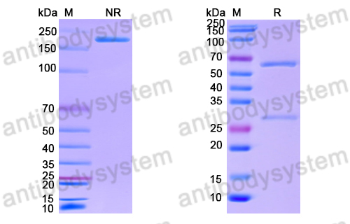 Anti-DNA Antibody (412.67.F1.3)