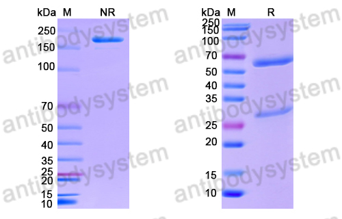 Anti-DNA Antibody (BW9-7)