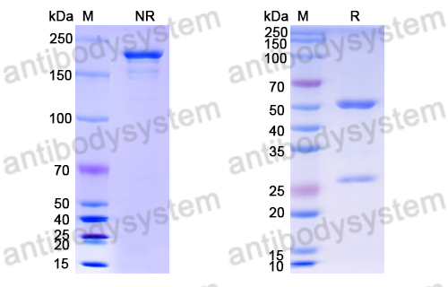 Anti-DNA Antibody (BW9-8)