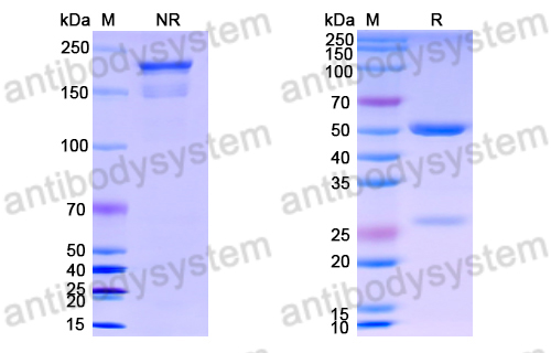 Anti-DNA Antibody (BW9-11)