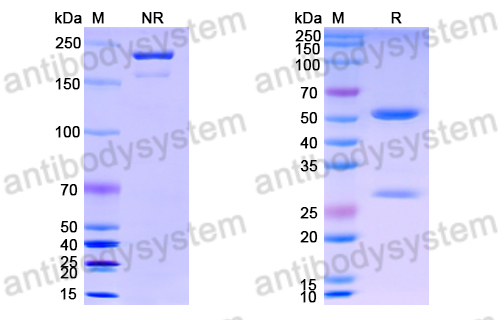 Anti-DNA Antibody (BW9-13)