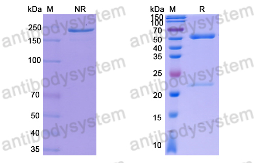 Anti-DNA Antibody (BW9-9)