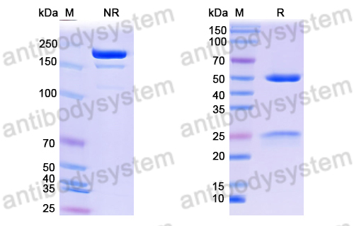 Anti-DNA Antibody (BW24-37)