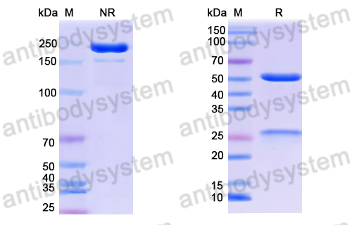 Anti-DNA Antibody (BW24-60)