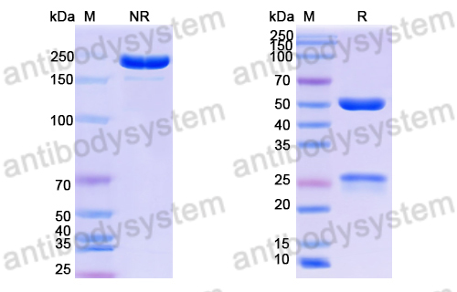 Anti-DNA Antibody (BW24-G13)