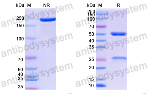 Anti-DNA Antibody (BW24-P23)