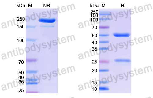 Anti-DNA Antibody (BW24-P18)