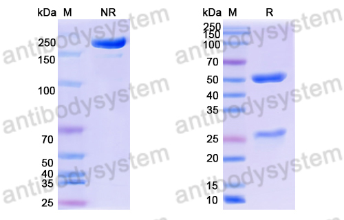 Anti-DNA Antibody (BW24-11)