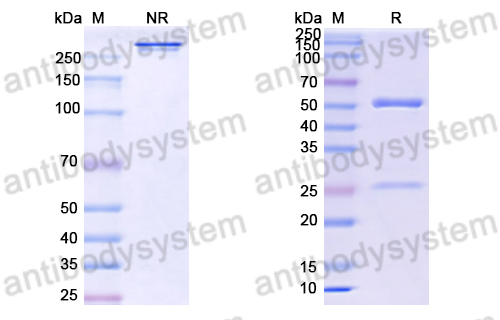 Anti-DNA Antibody (BW24-G11)