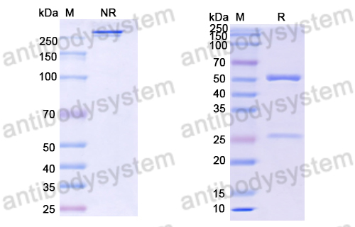 Anti-DNA Antibody (T33-4)