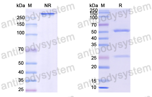 Anti-DNA Antibody (T33-17)