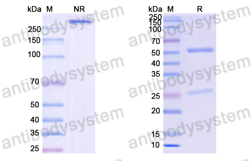 Anti-DNA Antibody (T24-9)