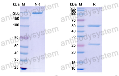 Anti-DNA Antibody (5G12-4)