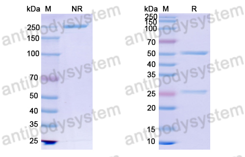 Anti-DNA Antibody (bfd03)